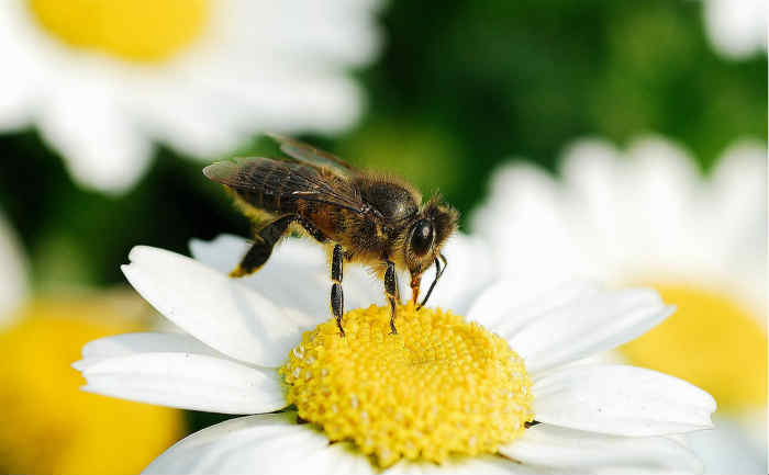 蜜蜂养殖如何选择蜂种（蜜蜂养殖有方法，四项注意要牢记，科学管理见效益）