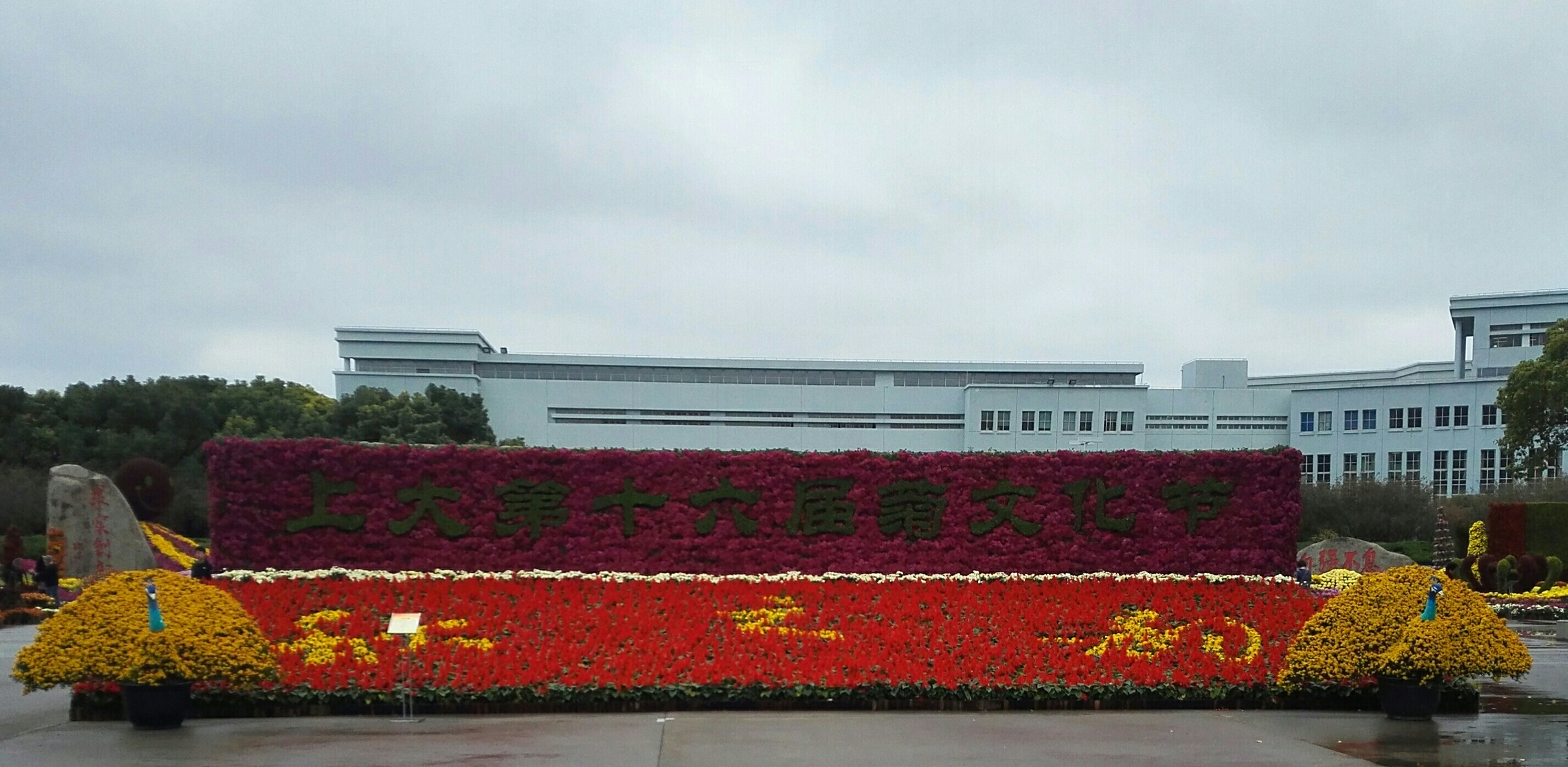 观赏上海大学菊展