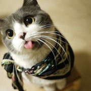 唯美可爱萌宠QQ头像