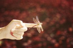 人生感悟经典语录、追寻最真的梦想