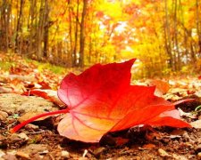 又是一年落叶时