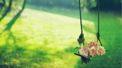 生日里的康乃馨