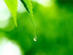 <b>小清新露珠唯美图片</b>