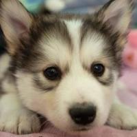 动物头像图片大全28