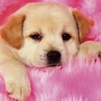 动物头像图片大全3