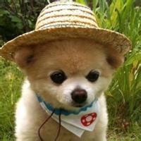 动物头像图片大全19