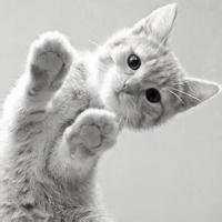 动物头像图片大全12