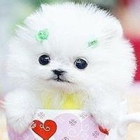 动物头像图片大全21