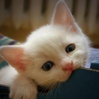 动物头像图片大全15