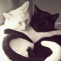 动物头像图片大全9