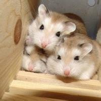 动物头像图片大全27