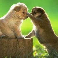 动物头像图片大全14