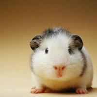 动物头像图片大全22