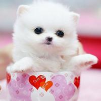 动物头像图片大全5