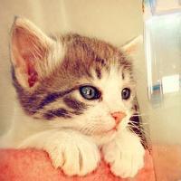 动物头像图片大全25