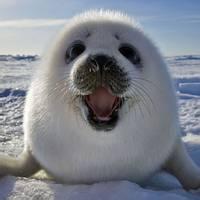 动物头像图片大全4