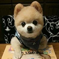 动物头像图片大全23