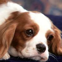 动物头像图片大全10