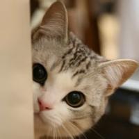 动物头像图片大全8