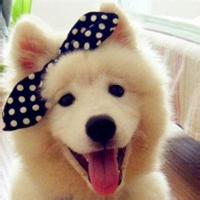 动物头像图片大全11