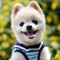 动物头像图片大全26