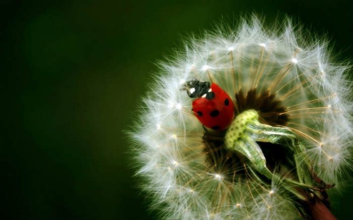 蒲公英自由的唯美照片
