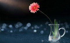 不可放弃的努力