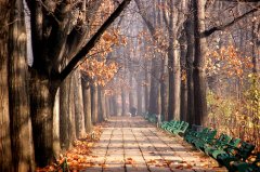 苏倾颜薄凉女子不悲怜