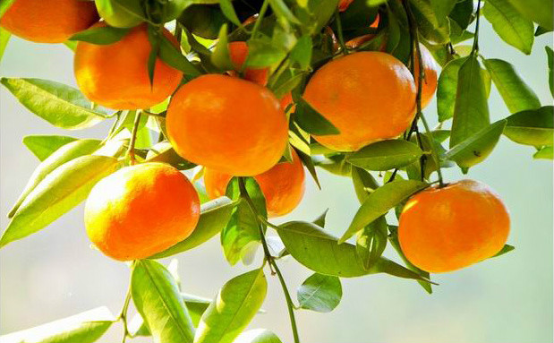 红橘