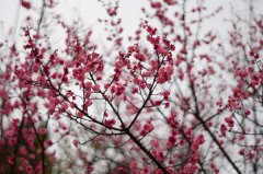 雪后，又见梅花芳华