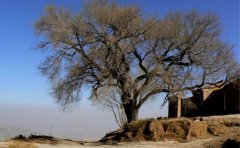 <b>家乡的老榆树</b>