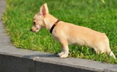 吉娃娃离去不复还