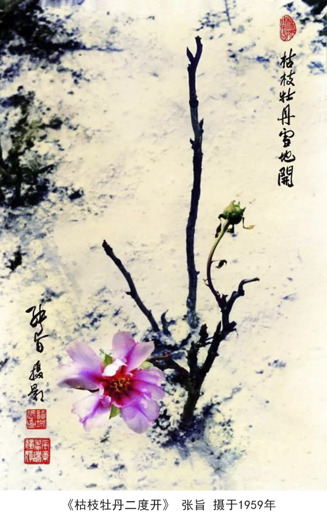 枯枝牡丹好情怀